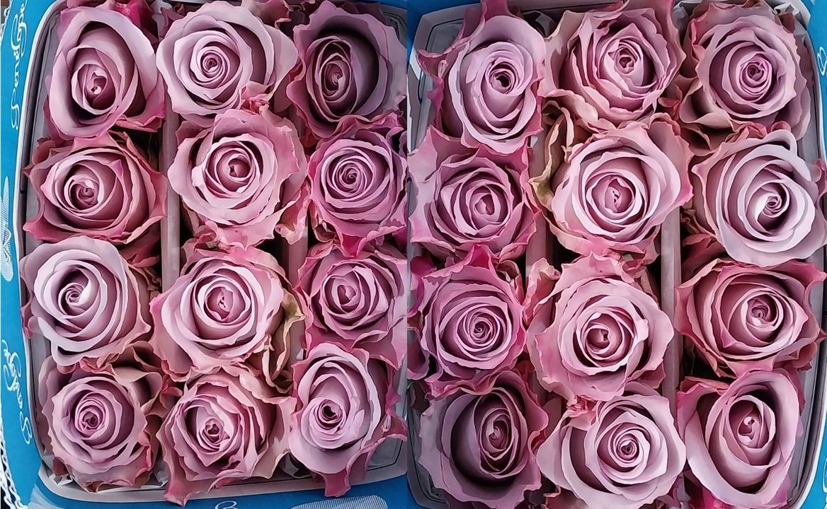 Rosa Gr Ec Star Platinum 50 cm