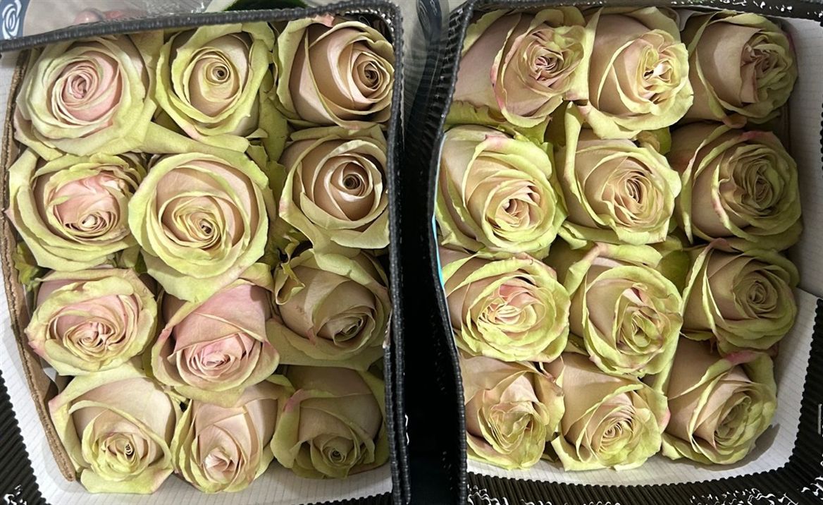 Rosa Gr Ec Romina 60 cm