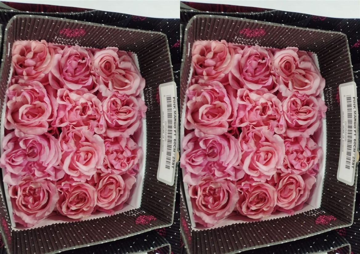 Rosa Gar Pink Margo 50 cm