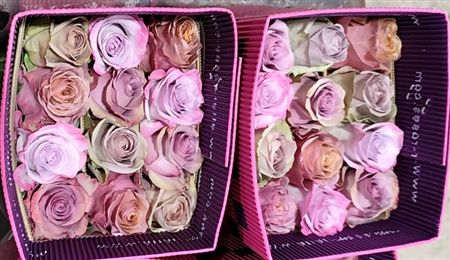 Rosa Gr Ec Rb Lavender Mix 60 cm