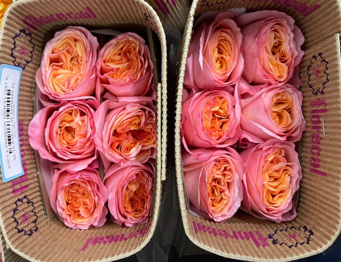 Rosa Gr Ec Juicy X- Pression 50 cm