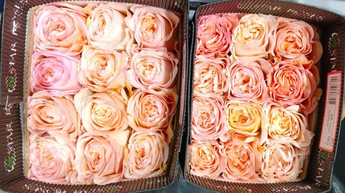 Rosa Gr Ec Tie Dye 70 cm