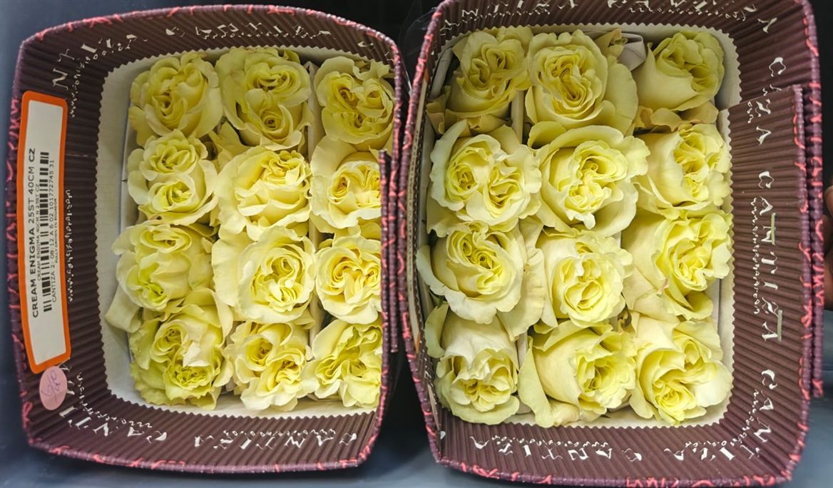Rosa Gr Ec Cream Enigma 50 cm