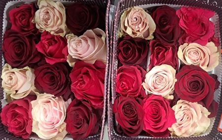 Rosa Gr Ec Rb Love Mix 60 cm