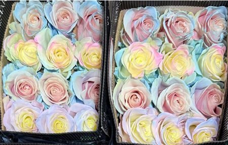 Rosa Gr Ec Tinted Easter 50 cm