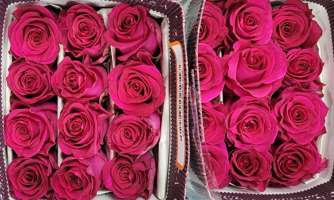 Rosa Gr Ec Hot Wave 60 cm