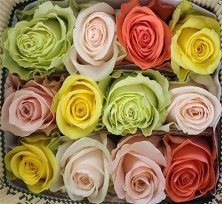 Rosa Gr Ec Rb Soft 60 cm