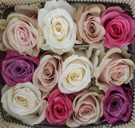 Rosa Gr Ec Rb Blush 50 cm