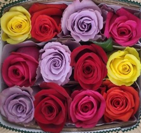 Rosa Gr Ec Rb Bold 60 cm