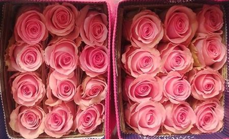 Rosa Gr Ec Flirty 60 cm