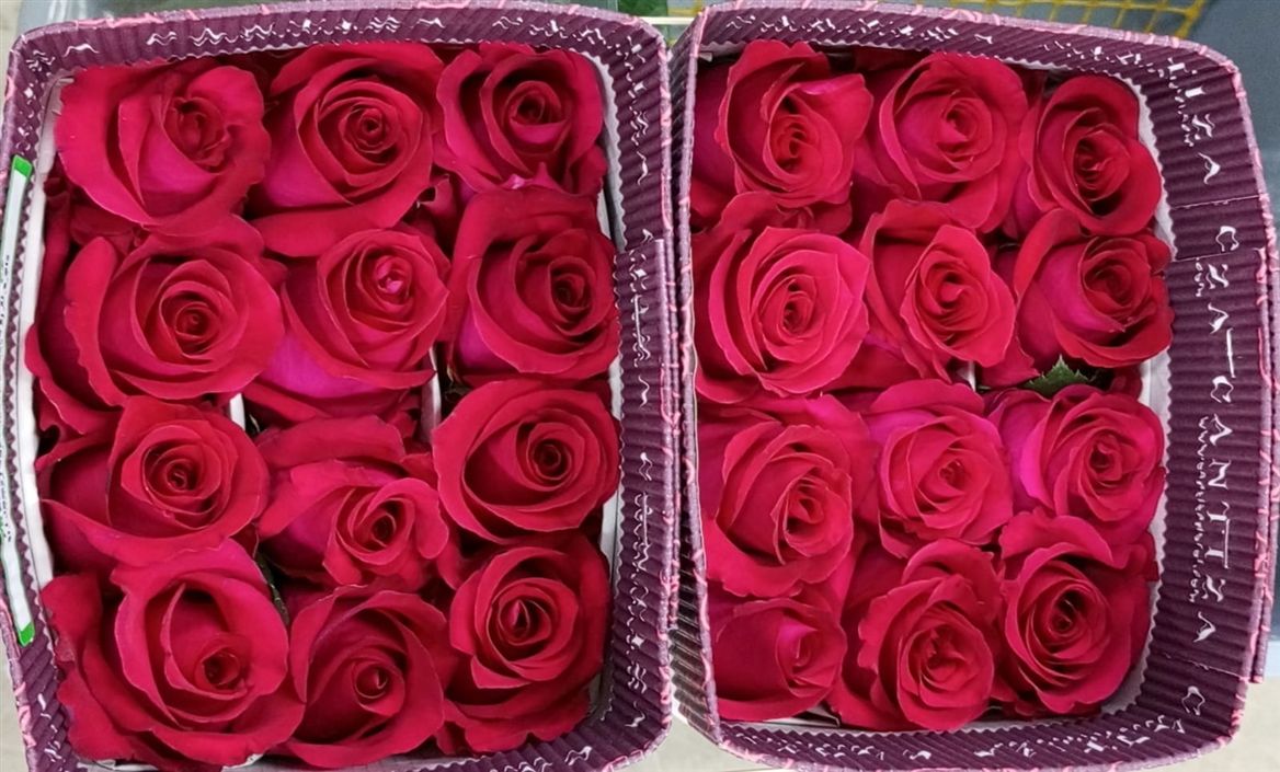 Rosa Gr Ec French Kiss 40 cm