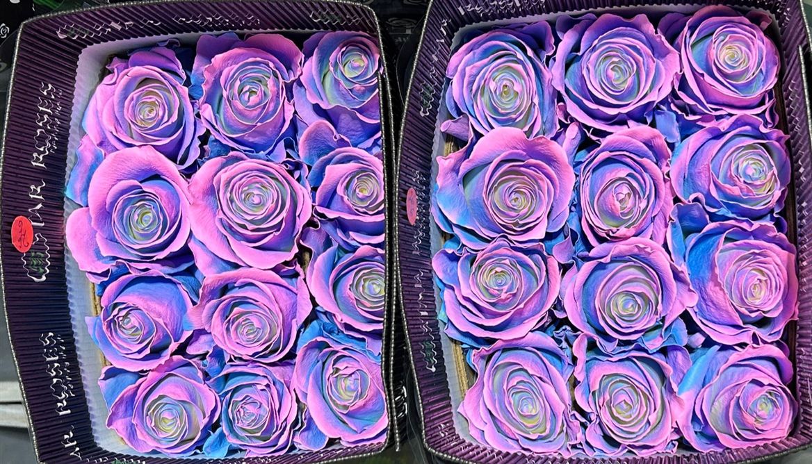 Rosa Gr Ec Tinted Charming 50 cm