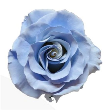 Rosa Gr Ec Tinted Serenade 50 cm