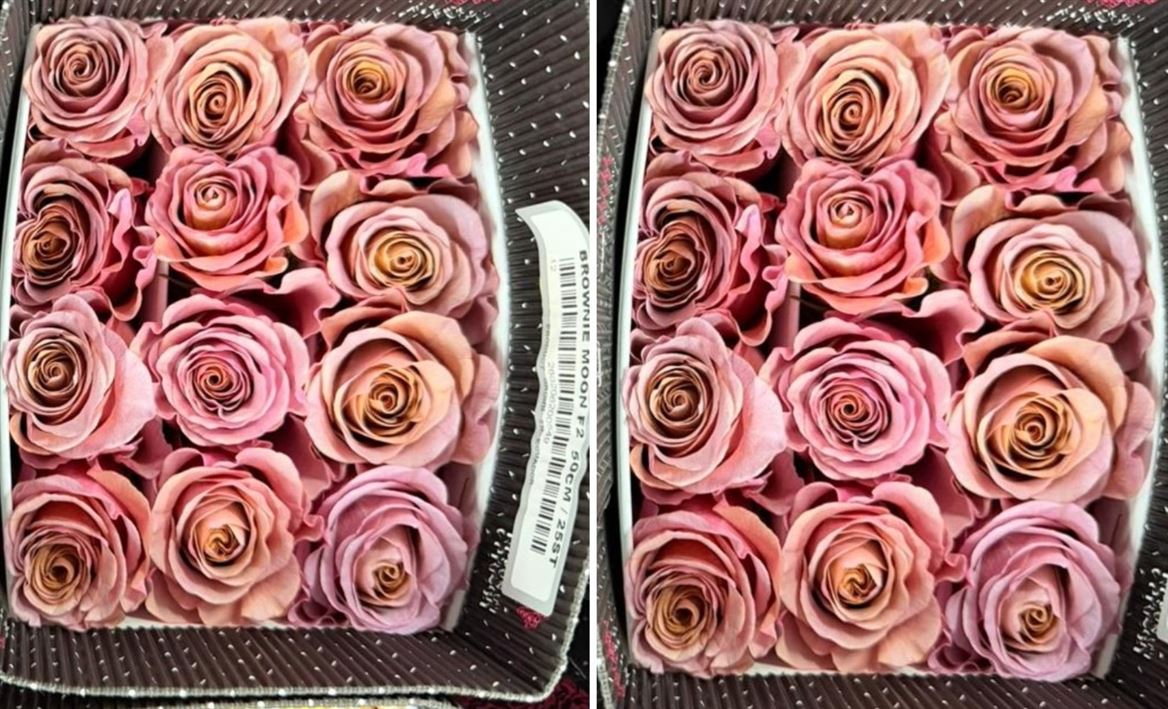 Rosa Gr Ec Brownie Moon 60 cm