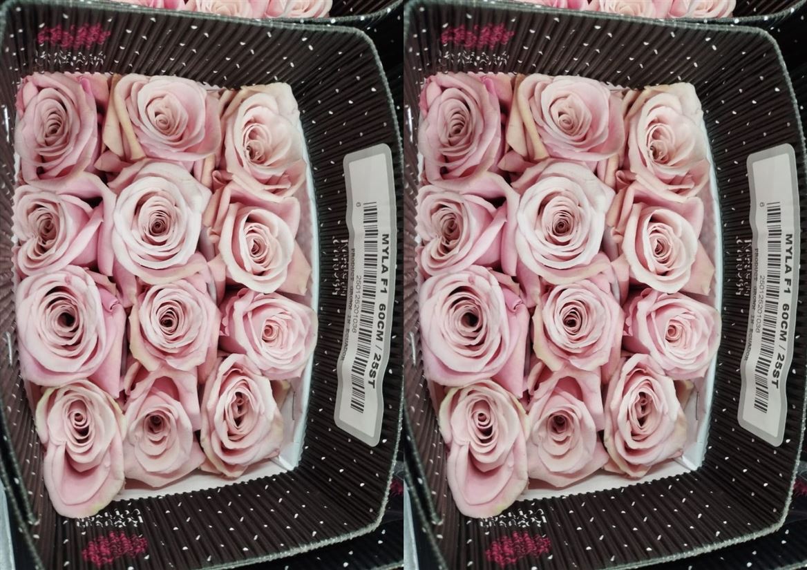 Rosa Gr Ec Myla 60 cm