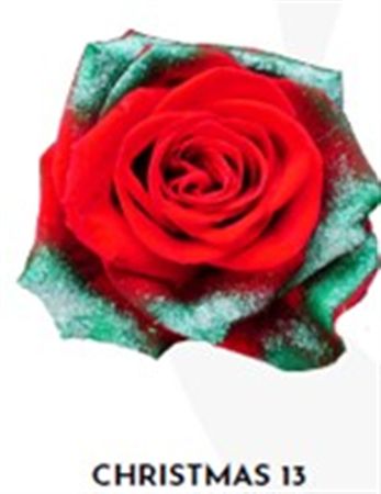 Rosa Gr Ec Tinted Xmas 13 50 cm
