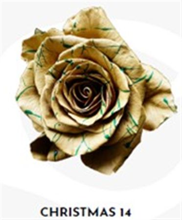 Rosa Gr Ec Tinted Xmas 14 50 cm