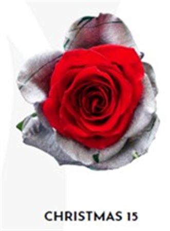 Rosa Gr Ec Tinted Xmas 15 50 cm
