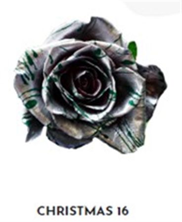 Rosa Gr Ec Tinted Xmas 16 50 cm