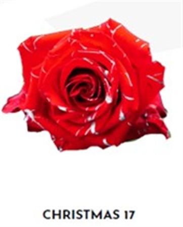 Rosa Gr Ec Tinted Xmas 17 50 cm