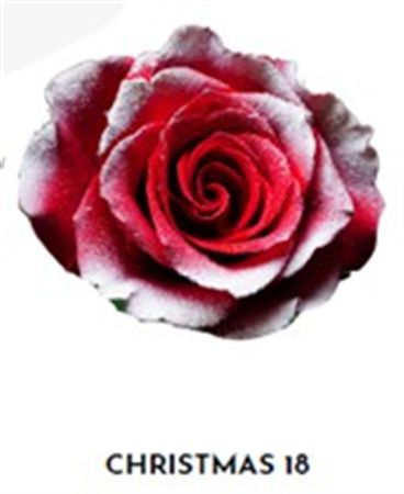 Rosa Gr Ec Tinted Xmas 18 50 cm
