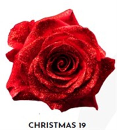 Rosa Gr Ec Tinted Xmas 19 50 cm
