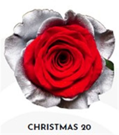 Rosa Gr Ec Tinted Xmas 20 50 cm