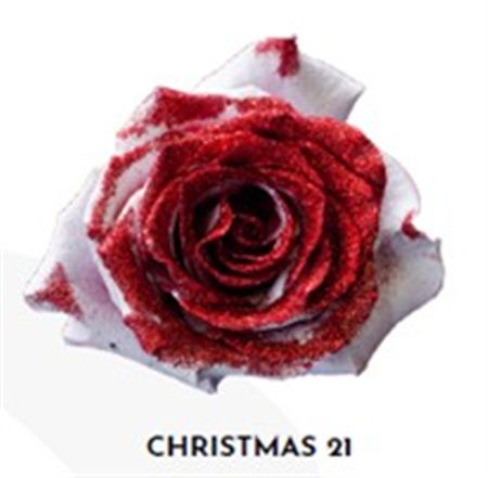 Rosa Gr Ec Tinted Xmas 21 50 cm