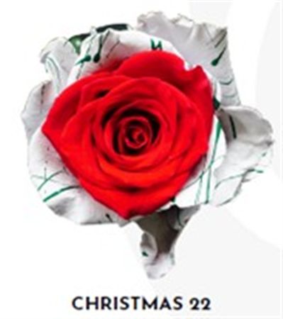 Rosa Gr Ec Tinted Xmas 22 50 cm