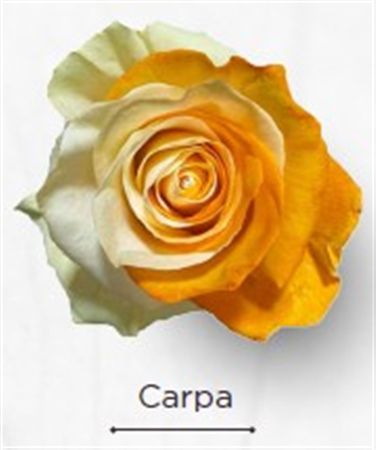 Rosa Gr Ec Tinted Carpa 50 cm