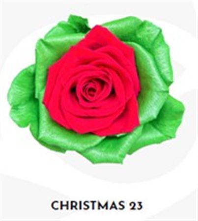 Rosa Gr Ec Tinted Xmas 23 50 cm