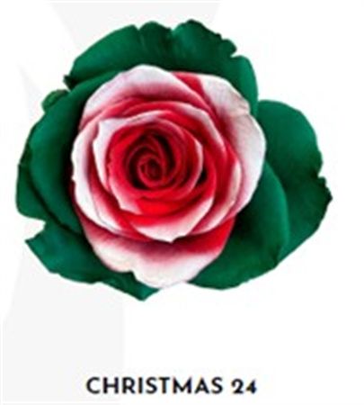 Rosa Gr Ec Tinted Xmas 24 50 cm