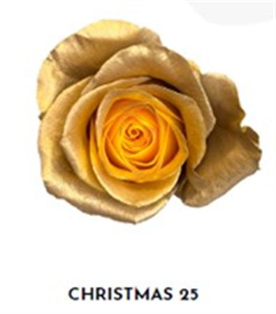Rosa Gr Ec Tinted Xmas 25 50 cm