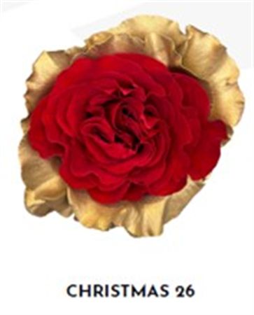 Rosa Gr Ec Tinted Xmas 26 50 cm