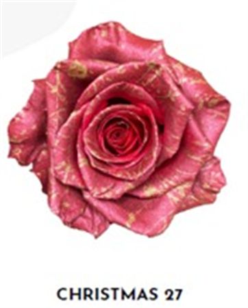 Rosa Gr Ec Tinted Xmas 27 50 cm