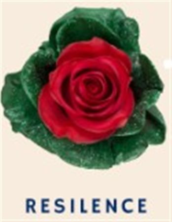 Rosa Gr Ec Tinted Resilence 50 cm