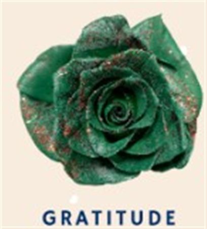 Rosa Gr Ec Tinted Gratitude 50 cm