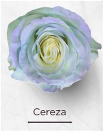 Rosa Gr Ec Tinted Cereza 50 cm
