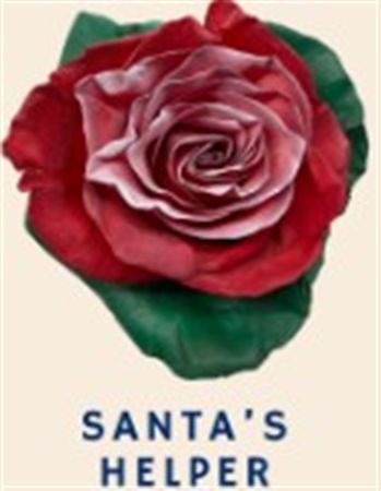 Rosa Gr Ec Tinted Santa's Helper 50 cm