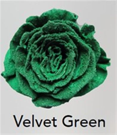 Rosa Gr Ec Tinted Velvet Green 50 cm