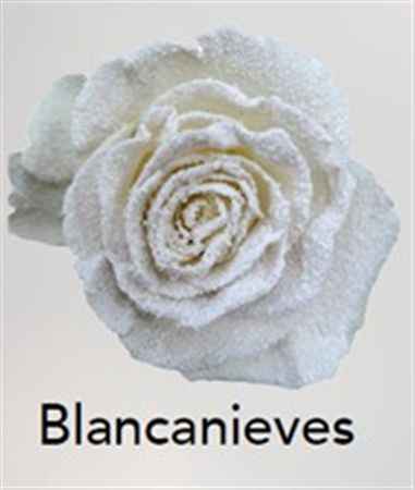Rosa Gr Ec Tinted Blancanieves 50 cm