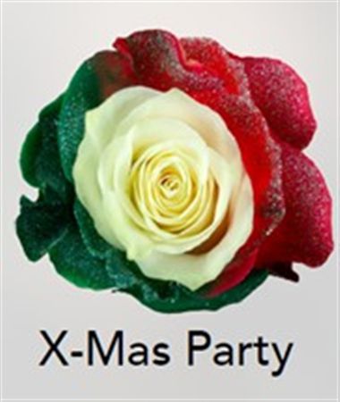 Rosa Gr Ec Tinted Xmas Party 50 cm