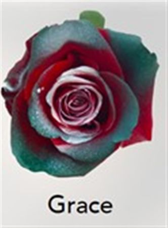 Rosa Gr Ec Tinted Grace 50 cm