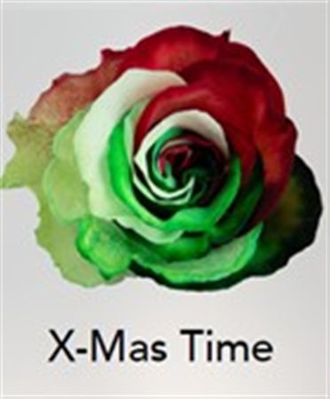 Rosa Gr Ec Tinted Xmas Time 50 cm