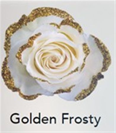 Rosa Gr Ec Tinted Golden Frosty 50 cm