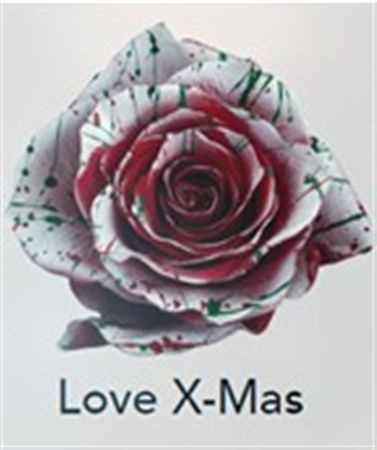 Rosa Gr Ec Tinted Love Xmas 50 cm