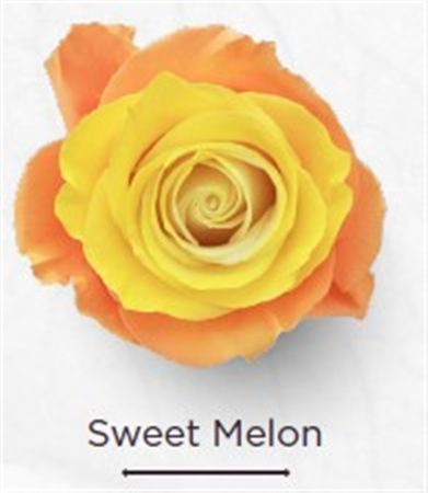Rosa Gr Ec Tinted Sweet Melon 50 cm