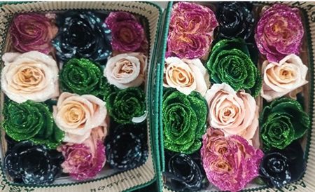 Rosa Gr Ec Tinted Tin Wicked 50 cm