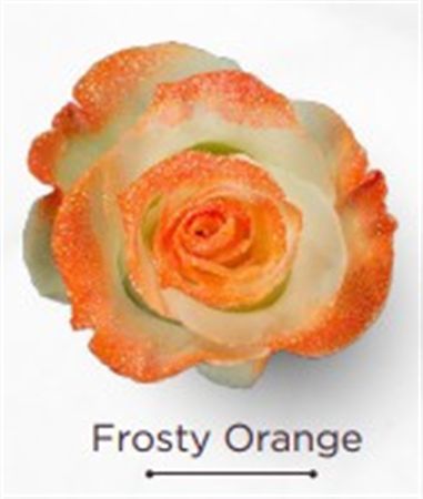 Rosa Gr Ec Tinted Frosty Orange 50 cm