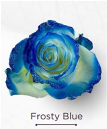 Rosa Gr Ec Tinted Frosty Blue 50 cm